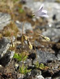 Image result for Wahlenbergia upembensis
