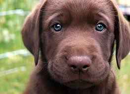 Mon Futur Chien Labrador Chocolat Puppies Lab Puppies Cute Dogs