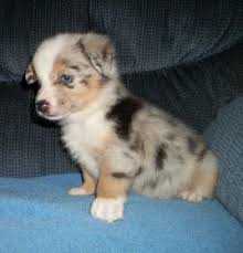 Search listings for corgis and other items on ksl classifieds. Welcome Really Cute Dogs Corgi Mix Puppies Puppies And Kitties