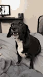 Image formats available gif, jpg, png and printable eps, svg. Crazy Dog Barking Gifs Tenor