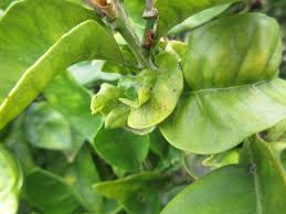 On the other end, i don't want to encourage too much. Ask Gardenerd Curling Leaves On Lemon Tree Gardenerd