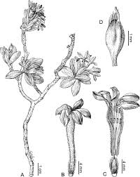 Image result for Gnidia mollis