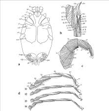 We did not find results for: Diagrammatic Drawings Of The Adult Female Unionicola Aegyptiaca Showing Download Scientific Diagram