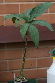 Image result for Sauromatum venosum