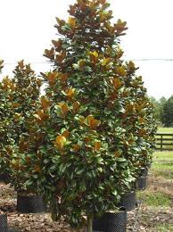 Magnolia Grandiflora Teddy Bear 16 20 Tall 10 12 Wide Compact Same Large Showy Flower Magnolia Tree Landscaping Magnolia Tree Types Teddy Bear Magnolia