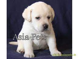Get a labrador husky puppy in chennai and help sibe find a good home. Labrador Puppies Price In Ghaziabad Labrador Puppies For Sale In Ghaziabad