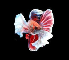 What Causes A Betta To Lay On Its Side