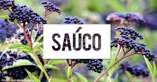 Elderberry es posiblemente dañino cuando se consumen las hojas, tallos, o frutos sin cocinar. Beneficios Del Sauco Mercola Com