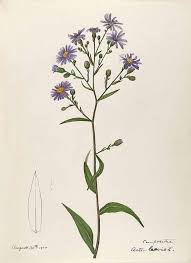Image Result For Aster Tattoo September Birth Month Flower Aster Tattoo Aster Flower Tattoos Birth Flower Tattoos