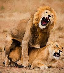 Lions male and femail love hd wallpapers: Lions Love 2 Digital Art By Yury Malkov