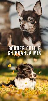Check spelling or type a new query. Border Collie Chihuahua Mix Is This Unusual Hybrid Right For You Chihuahua Mix Chihuahua Border Collie
