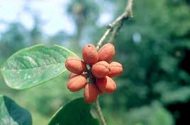 Image result for Pittosporum fulvotomentosum