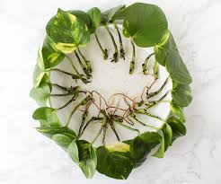 Choose a strong healthy vine from the marble pothos mother plant noting the soil end of the vine 2. How To Propagate A Pothos Plant 6 Steps With Pictures Instructables