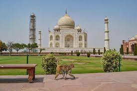 The taj mahal was closed in early april due to the strict covid lockdown measures. Taj Mahal Reopening News From June 16 All Tourist Places Of Up Including The Taj Mahal Of Agra Will Open Know What Are The Guidelines Presswire18