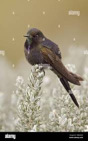 Image result for Vaccinium stanleyi