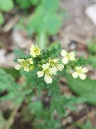 Image result for Erucastrum arabicum