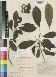 Image result for Maesobotrya