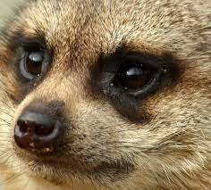 In The Middle Of A Bike Shortage Uber Shreds Thousands Of Jump E Bikes Animal Close Up Animal Faces Animals