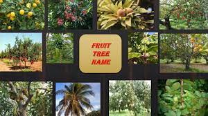 Planting a fruit tree now will provide an abundant harvest for years to come. Fruit Tree Name For Kids Trees Name Youtube