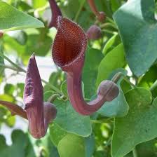 Image result for Aristolochia promissa