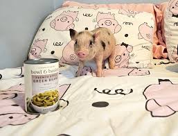 Perfil de Gilbert the party pig