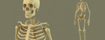 3d bone models download , free bone 3d models and 3d objects for computer graphics applications like advertising, cg works, 3d visualization, interior design, animation and 3d game, web and any other field related to 3d design. Highpoly Skeleton Free 3d Model Cinema 4d Tutorials