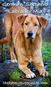 Meet roxie, german shepherd mix dog for adoption in callaway florida. Labrador Golden Retriever Labrador German Shepherd Mix Puppies