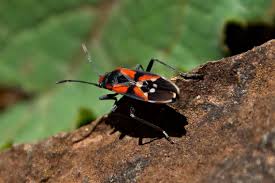 A Milkweed Bug From Western Australia Serpentine National Park Imgur