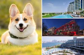 At the bobby hotel in. Pet Friendly Hotels In Dubai Hotels Time Out Dubai