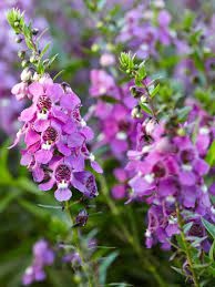 Angelonia Better Homes Gardens