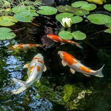 The feng shui magic of a koi pond is both aesthetic and wealth generating. Should You Add Dye Pond Dye Crystalclear