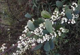 Image result for Flueggea