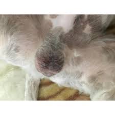 Image result for scrotum dog skin peeling