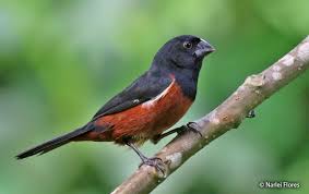 Image result for Morinda angolensis