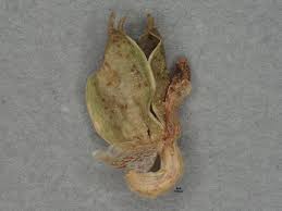 Image result for Commelina subulata