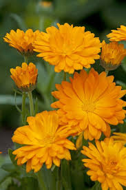 Calendula Officinalis Flower Seeds Plants Full Sun Flowers