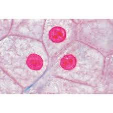 Maybe you would like to learn more about one of these? The Animal Cell English Slides 1003981 W13052 Lieder 5000 En English 3b Scientific