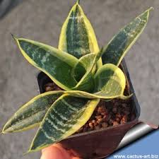 Image result for Pyrenacantha kirkii