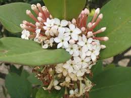 Image result for Acokanthera laevigata