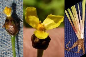 Image result for Xyridaceae