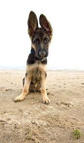Piccsy All Ears Cute Animals Shepherd Puppies Pets