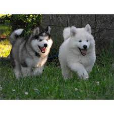New and used items, cars, real estate, jobs, services read in full hopefully most your questions will be answered. Alaskan Malamute For Sale Alaskan Malamute Puppies Puppies Malamute Puppies
