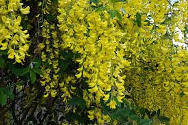 Goldregen Planting Flowers Plants Flowers
