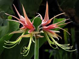 Image result for Hippeastrum sp. cultivars