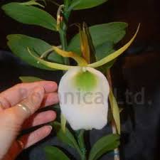 Image result for Rhipidoglossum