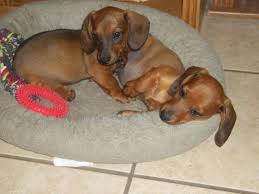 Dachshund puppies for sale from vetted dachshund breeders in phoenix arizona. Akc Mini Dachshund Puppies For Sale In Glendale Arizona Classified Americanlisted Com