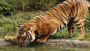 Pin On Nature And Wildlife