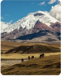 Flower mart, a big wholesale market that's open to the public. Taylor Wholesale Home