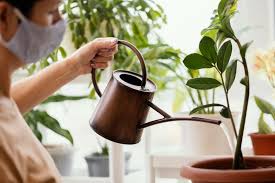 We did not find results for: 4 Fakta Penting Tentang Penyiraman Tanaman Yang Perlu Diketahui