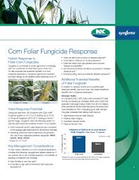 nk corn seeds syngenta us